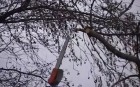 Megkezdik a villamos vezetékekre veszélyes faágak eltávolítását